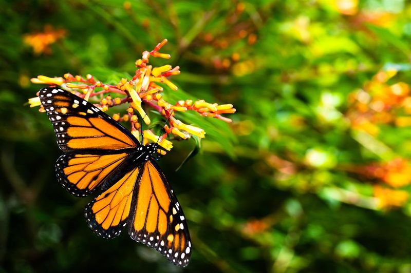 Leu Gardens Butterfly Garden