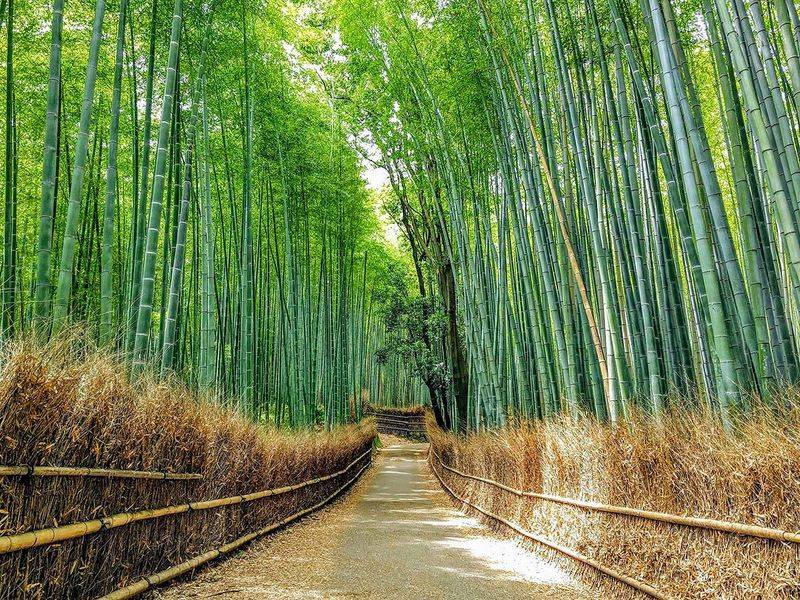 Kyoto's Bamboo Forest Serenity