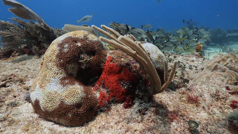 Coral Reef Degradation