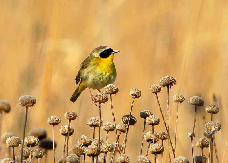 Wildlife You Might Spot Along The Way