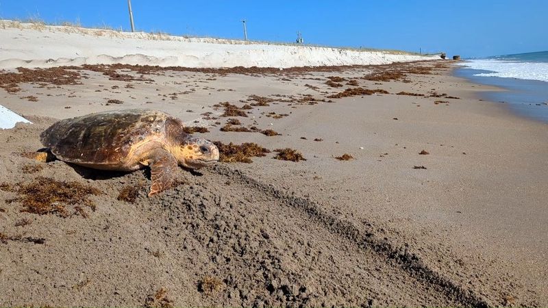 Jupiter Beach: Where Turtles Reign Supreme