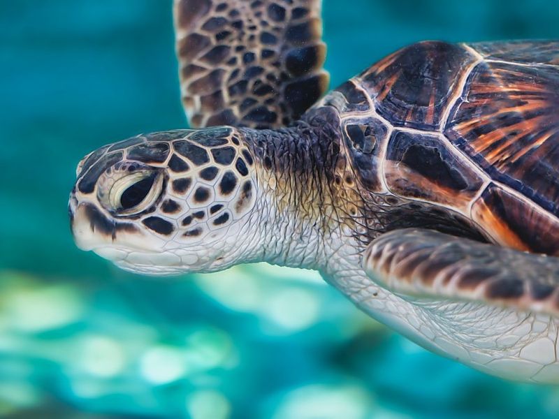Aquarium of the Pacific - Long Beach, California