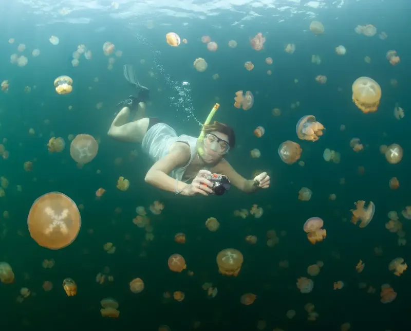 Jellyfish Lake, Palau
