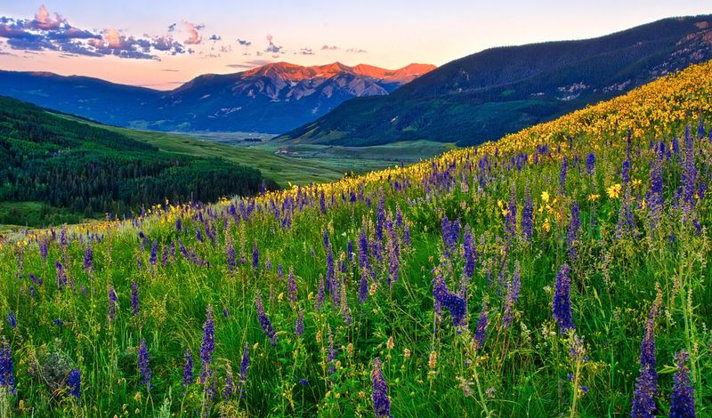 Crested Butte: Wildflower Capital with Character