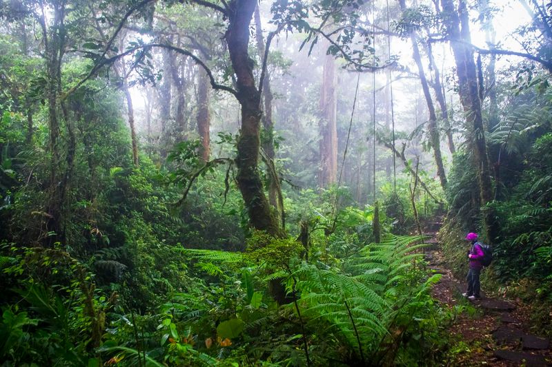 Monteverde Cloud Forest, Costa Rica