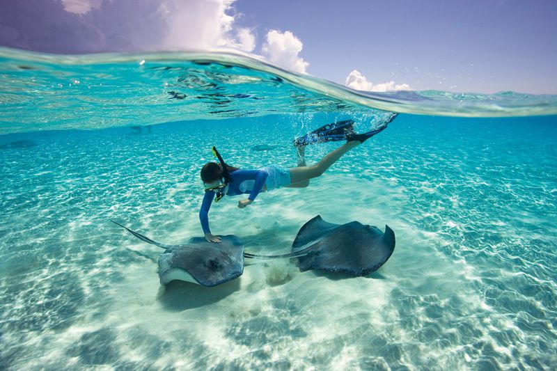 Swim With Stingrays In Grand Cayman