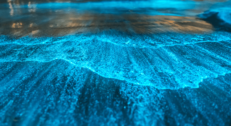 Experience The Bioluminescent Bay In Puerto Rico