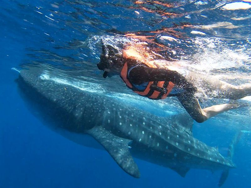 Swimming With Whale Sharks in Mexico