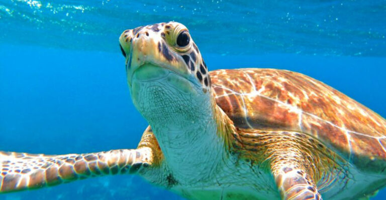 Snorkeling Surprises: 10 Underrated Islands Worth Exploring + 5 To Skip