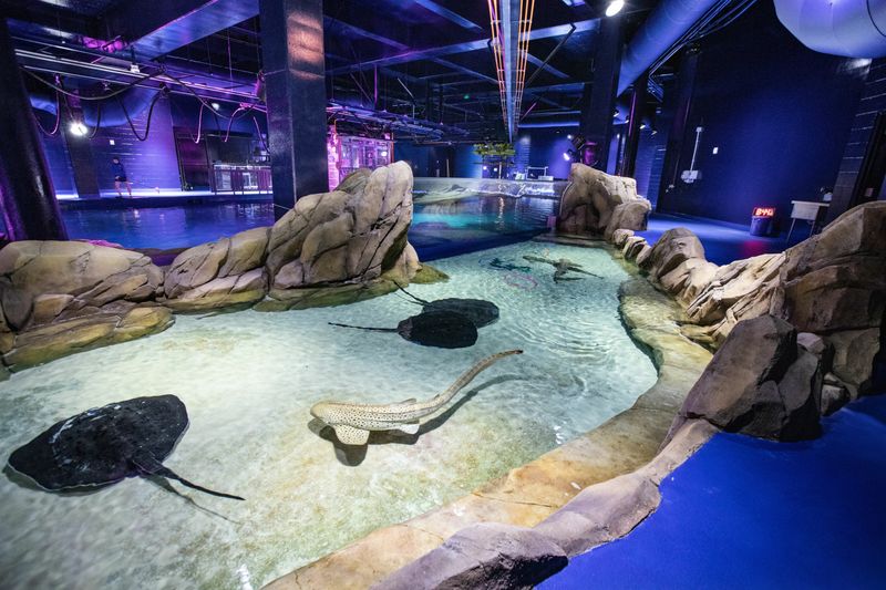 Georgia – Georgia Aquarium (Atlanta)