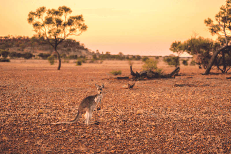 Wildlife Encounters That Soothe The Soul