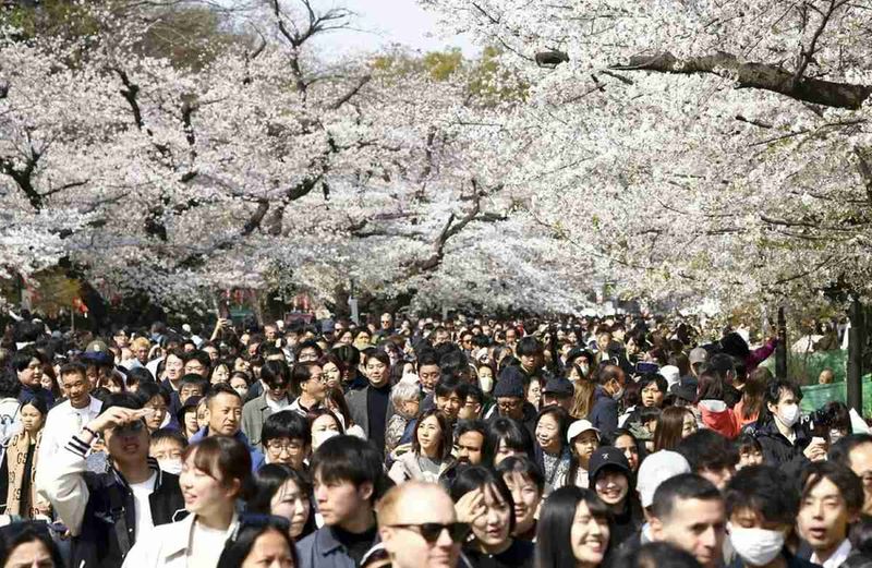 Ueno Park During Cherry Blossom Season