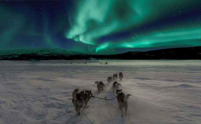 Dog Sledding in the Arctic Circle