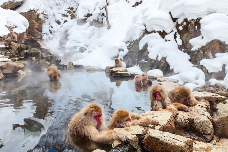 Japanese Hot Springs in Snow