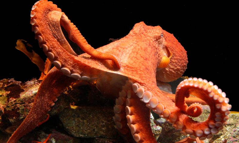 Visit The Alaska SeaLife Center