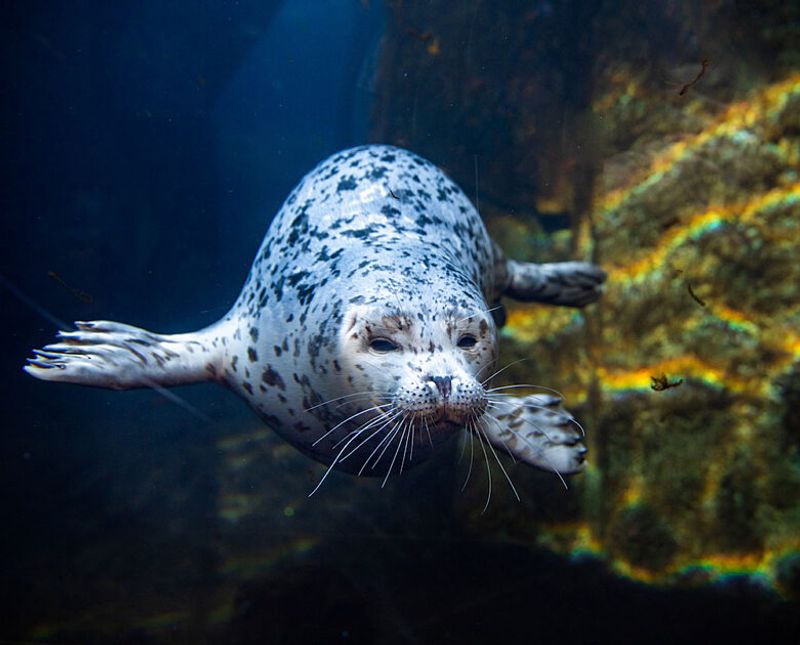 Seward Sea Life