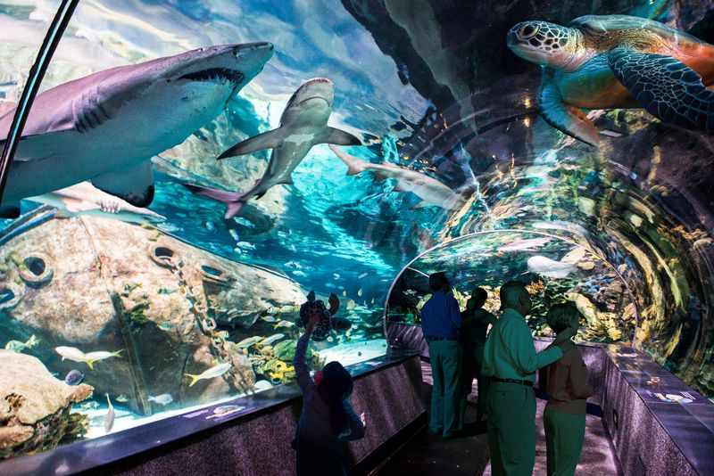 Ripley's Aquarium of the Smokies - Gatlinburg, Tennessee