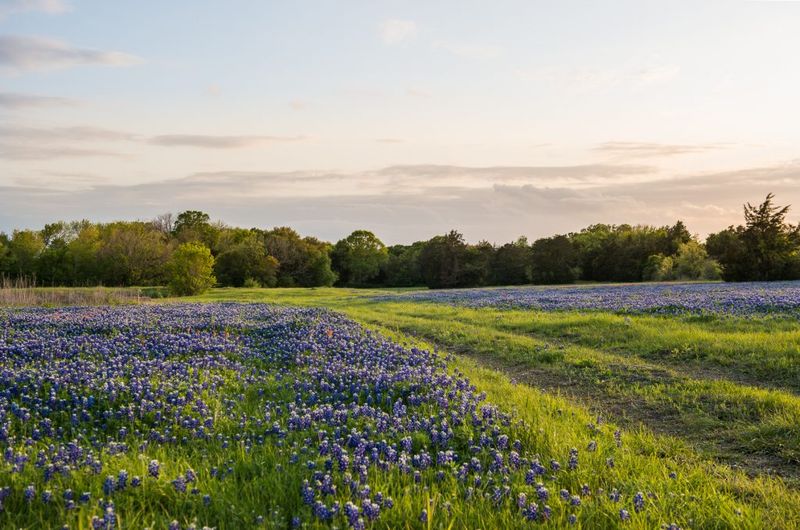 Brenham's Bluebonnet Country Cabins
