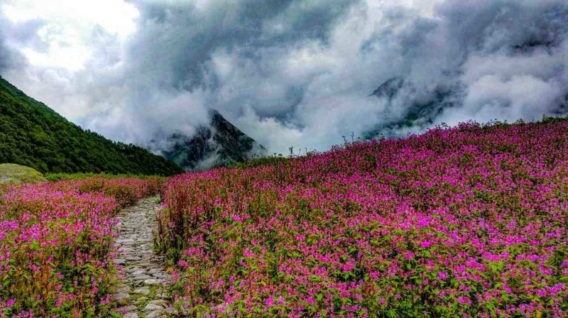The Valley of Flowers in Uttarakhand