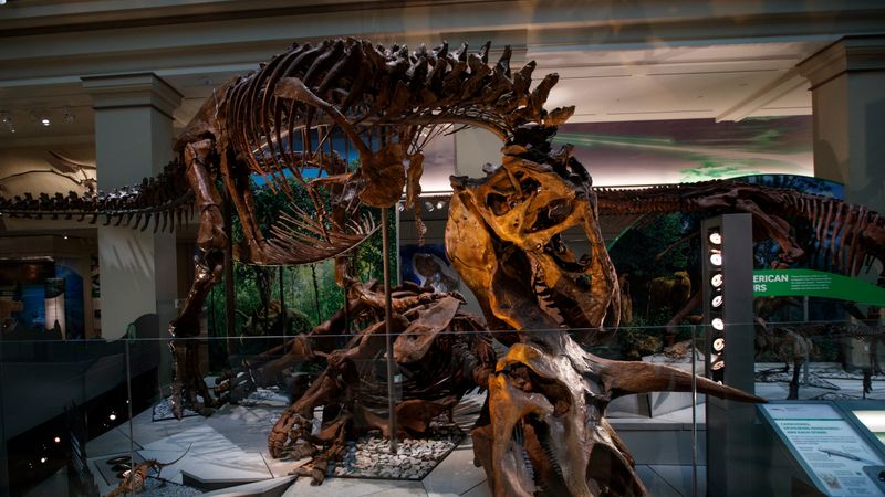 Smithsonian National Museum Of Natural History – Washington, D.C.