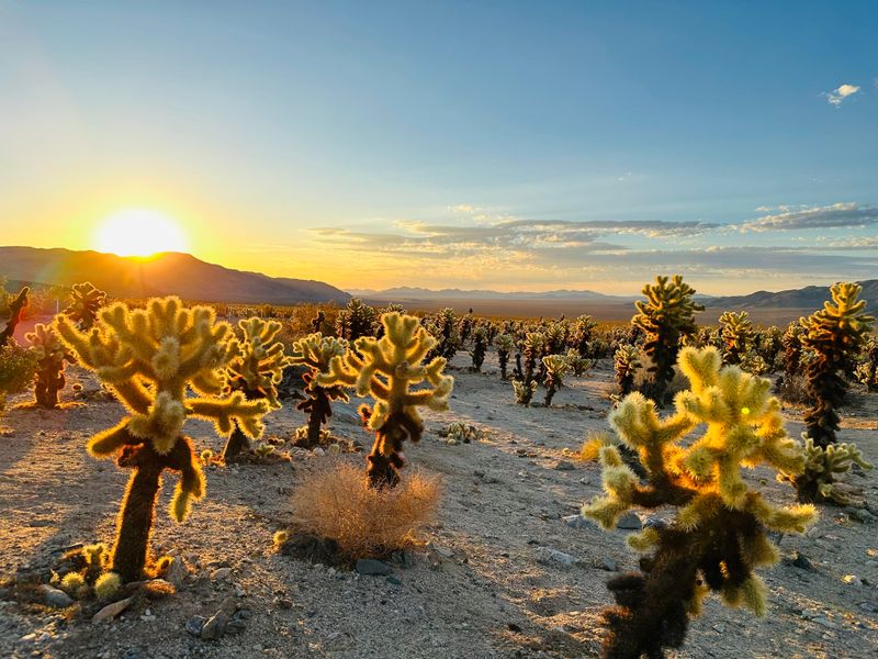 Joshua Tree National Park's Cholla Cactus Garden