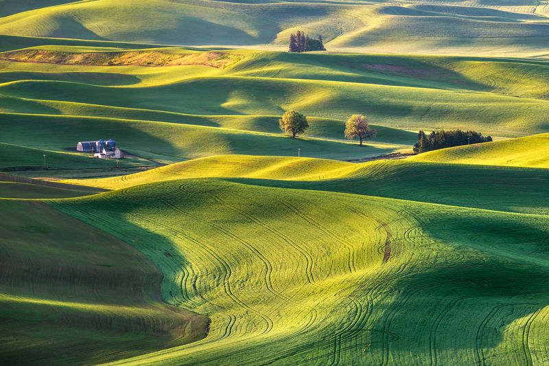 The Surreal Landscapes of Palouse