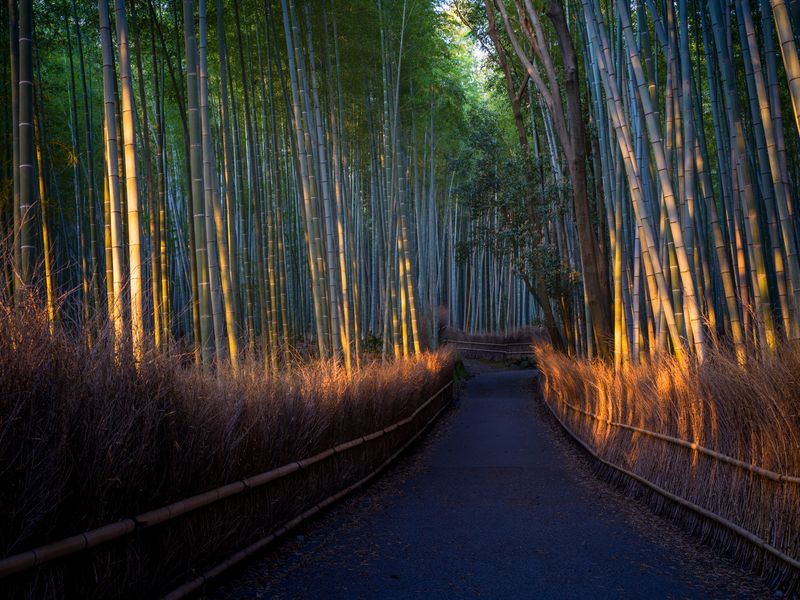 The Bamboo Forest of Arashiyama