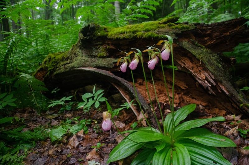 Flora, Fauna, And Natural Highlights