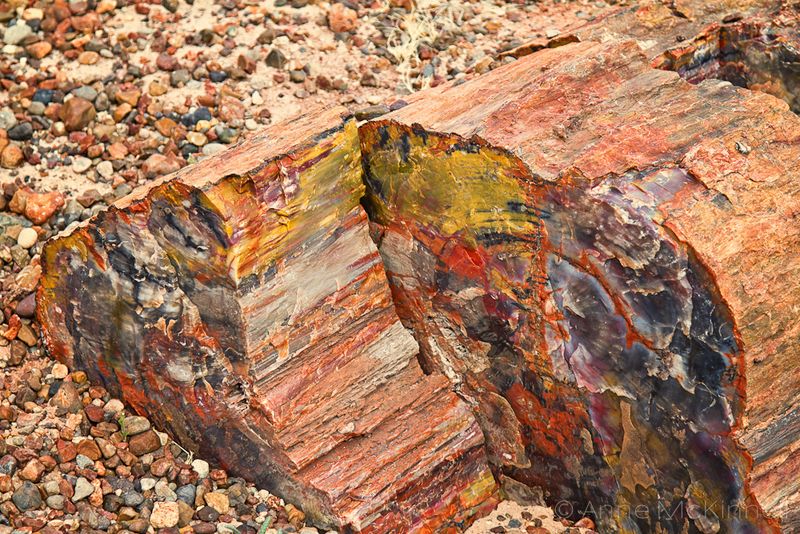 Petrified Forest National Park