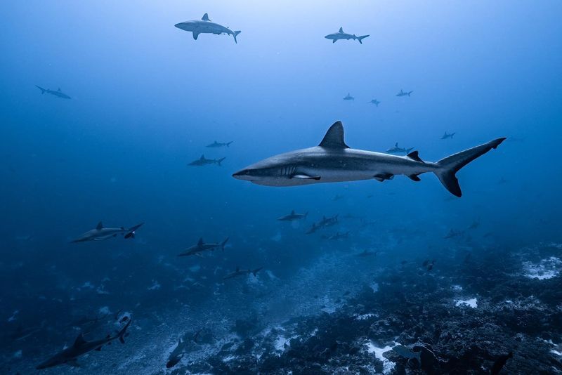 Fakarava, French Polynesia: Shark Snorkeler's Dream