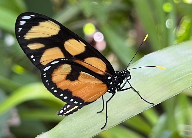 Explore the Florida Museum of Natural History