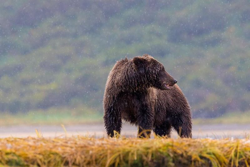 Alaskan Wilderness