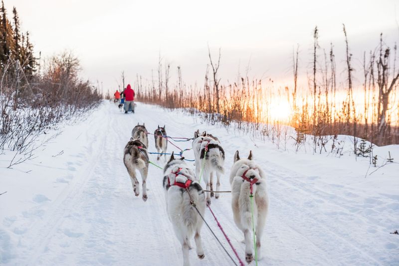 Dog Sledding Expedition in Alaska