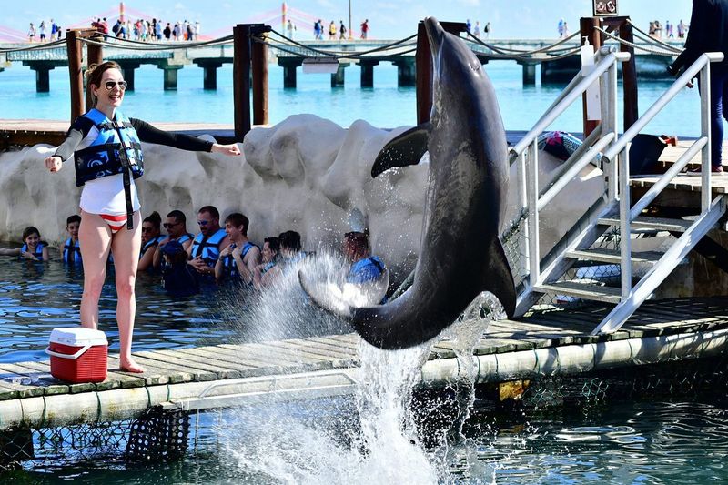 Skip The Over-Commercialized Dolphin Experiences