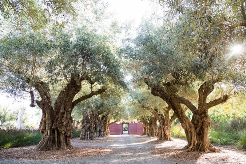 Olive Oil Tasting Tours Among Century-Old Groves
