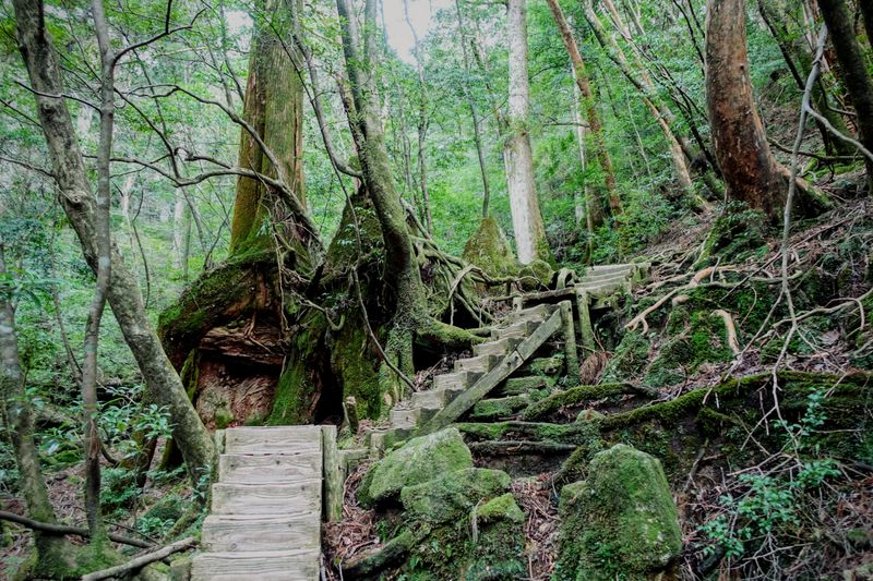 Yakushima National Park, Japan