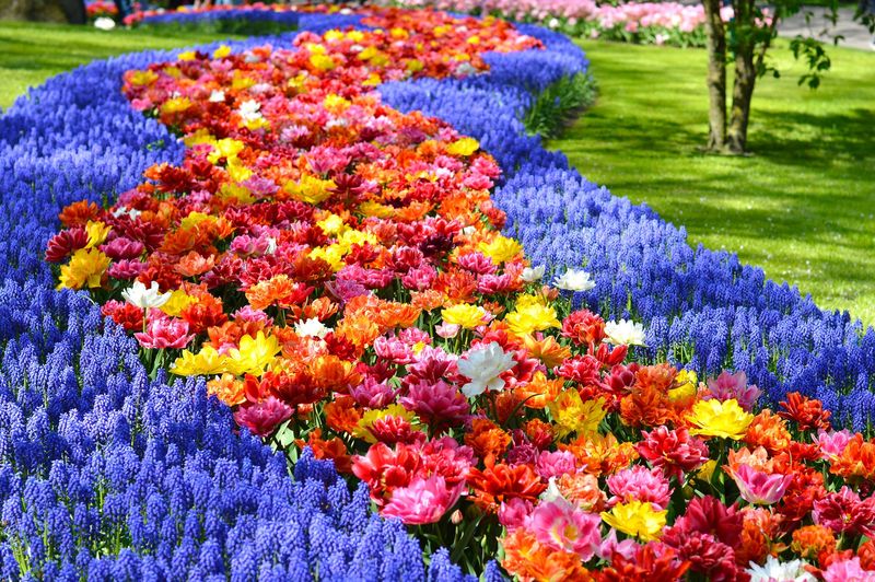 Keukenhof Gardens, Netherlands