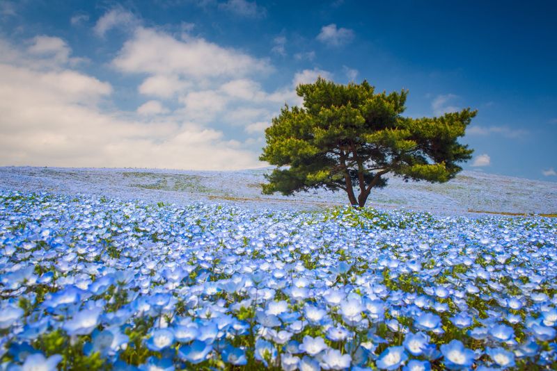 Hitachi Seaside Park, Japan