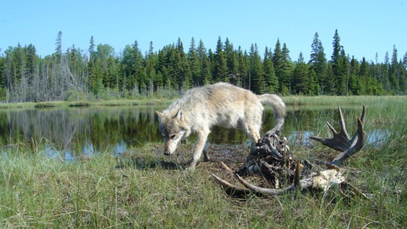 Isle Royale, Michigan