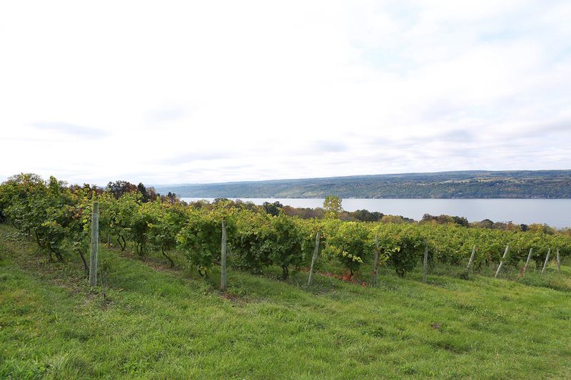 Finger Lakes' Serene Lakeside Vineyards