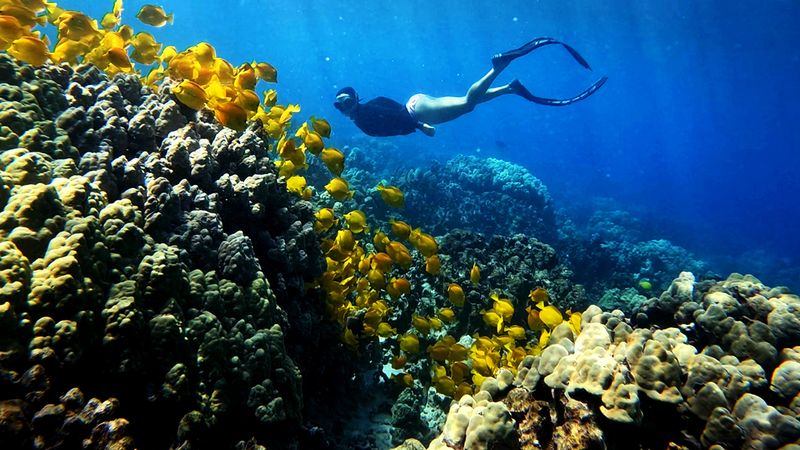 Snorkel at Kealakekua Bay