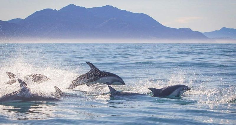 Swimming with Wild Dolphins in New Zealand