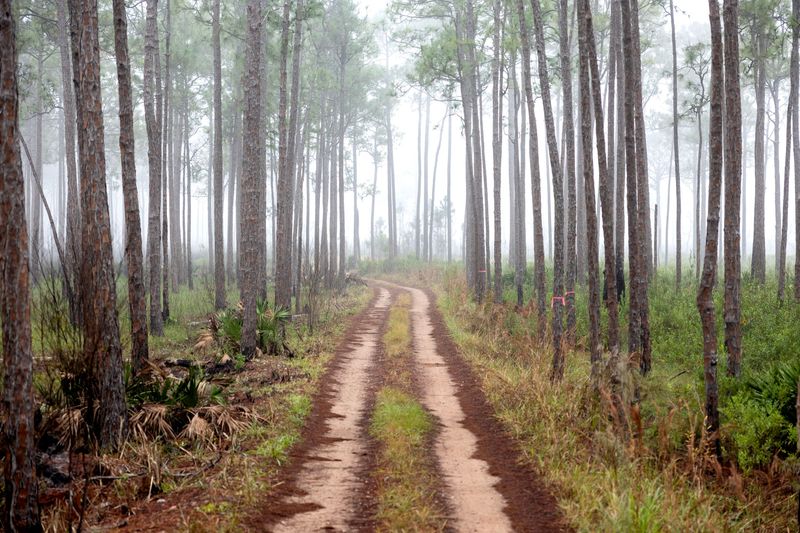 Tate’s Hell State Forest