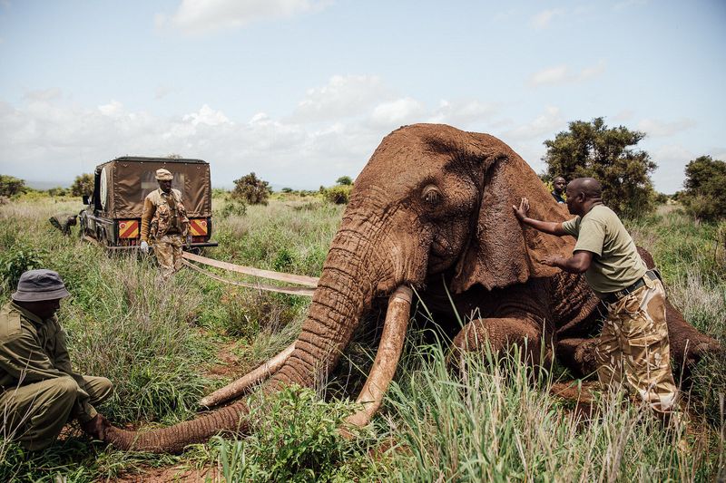 Volunteer with Wildlife in Africa