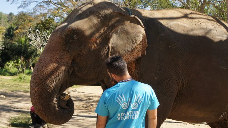 Gentle Giants Caregivers In Thailand