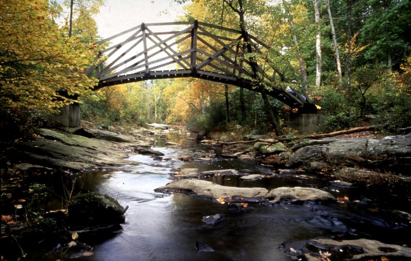 Forest Serenity At Prince William Forest Park