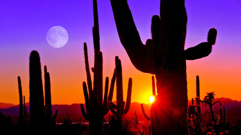 Saguaro National Park