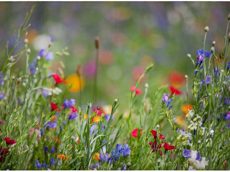 Seasonal Highlights And Blooming Times