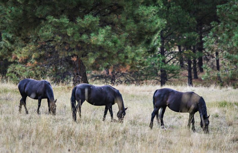 Flathead Lake's Wild Horse Island