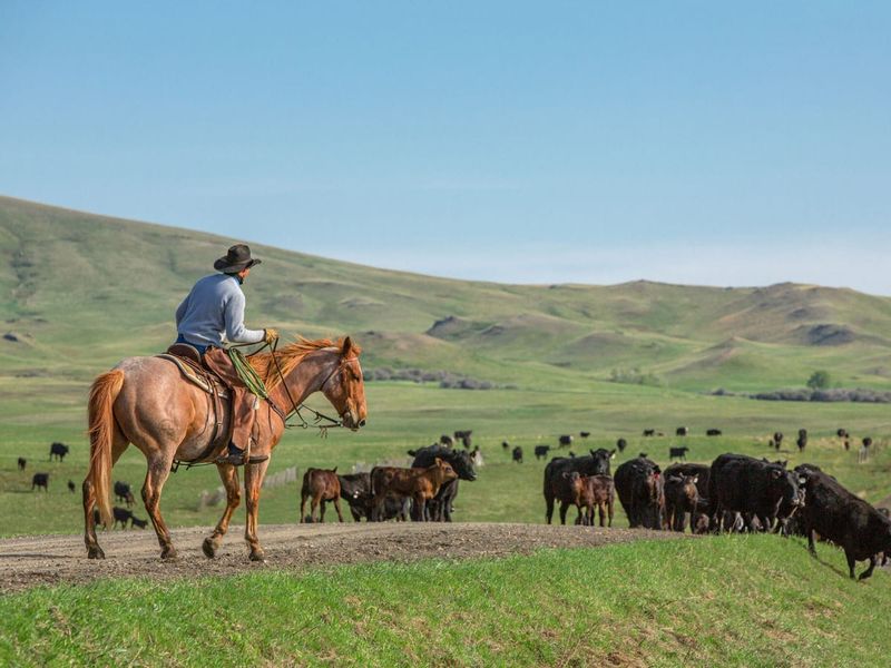 Montana